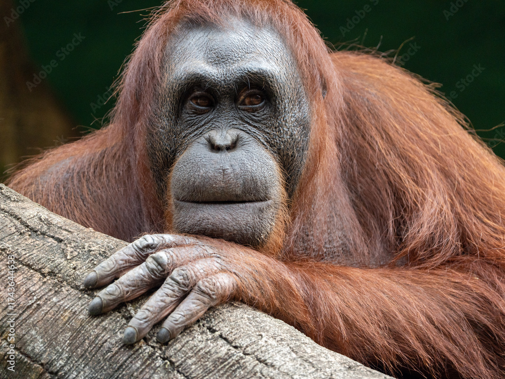 Fototapeta premium Close-Up of an Orangutan Playing with Its Mouth while Holding a Log in Its Natural Habitat