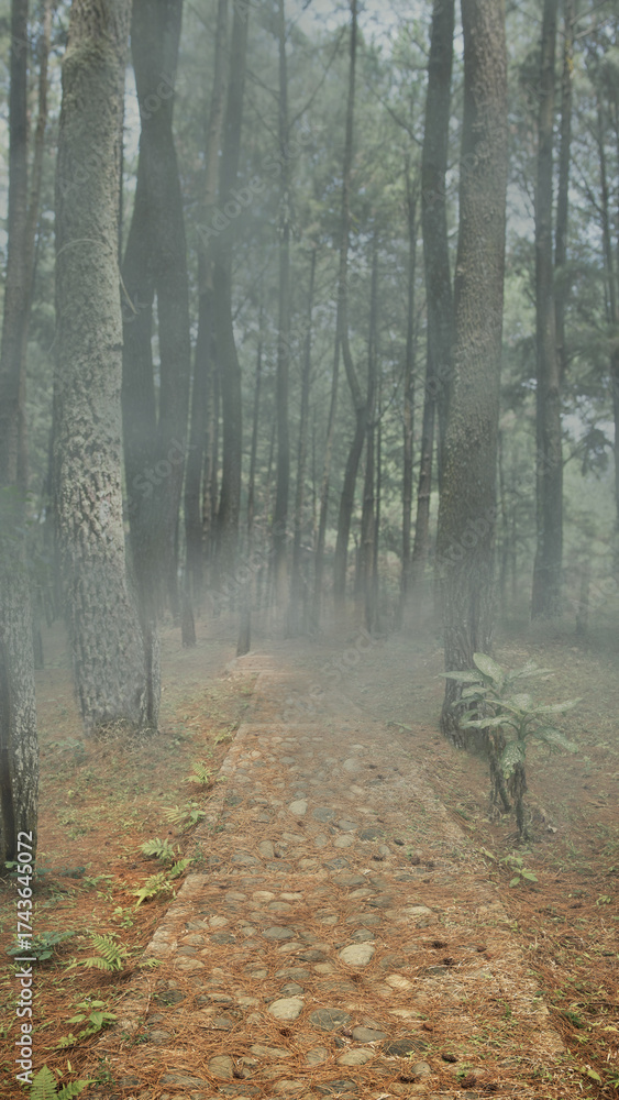 Fototapeta premium Forest with foggy trees and a path. The scene is scary and mysterious. Dramatic smoke or fog effect. Mockup. Copy Space. Wallpaper or Halloween background