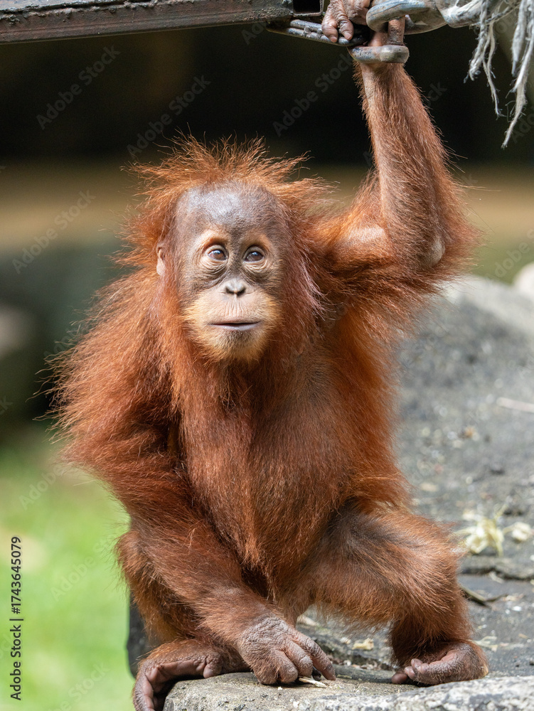 Fototapeta premium Playful Baby Orangutan Hanging from a Tree Branch in Its Natural Jungle Habitat