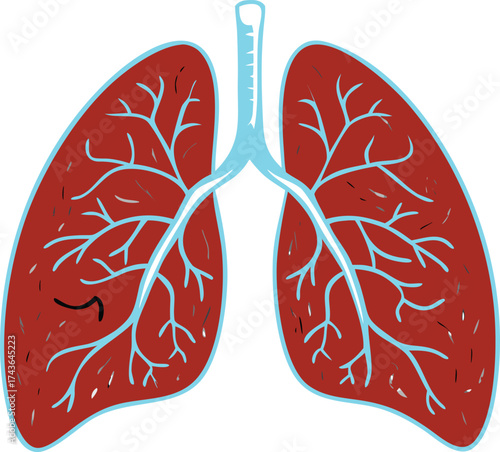 Anatomical human lungs with bronchial tree detail medical health respiratory system concept vector