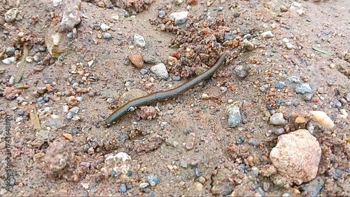 Bloodsucking Aquatic Leech Used in Traditional Medicine