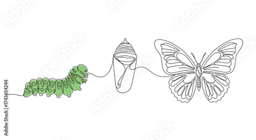 Continuous Line Art Butterfly Life Cycle: Caterpillar, Chrysalis, and Transformation