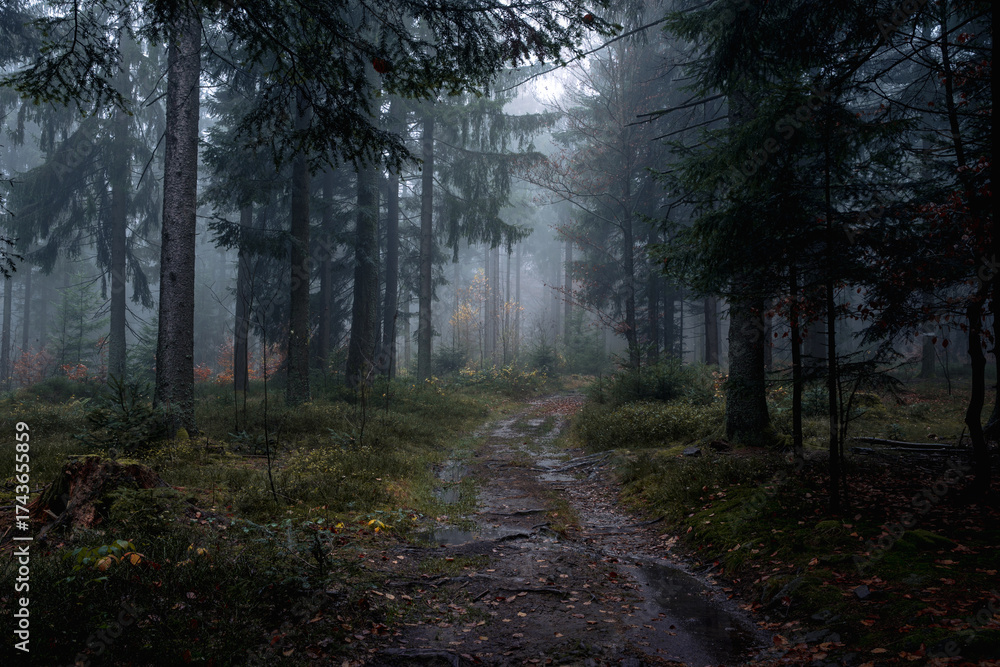 Fototapeta premium Misty mystical forest with orange autumn leaves and enchanted trees creating a colorful moody woodland scene filled with fantasy and charm