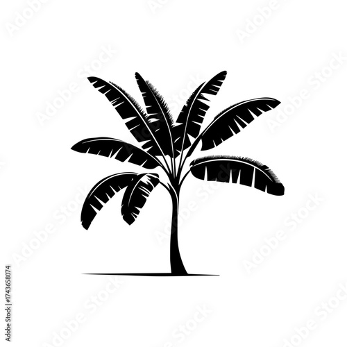 Banana Tree Vector Illustration – Tropical Orchard Exotic Fruit Plant