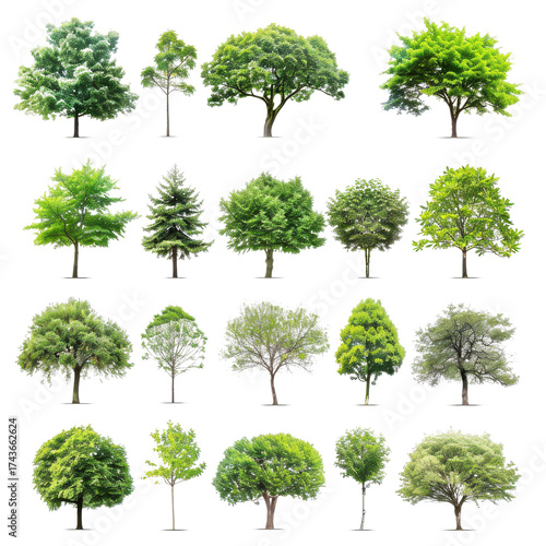 Various types of trees displayed in a grid form highlighting diversity in foliage and structure