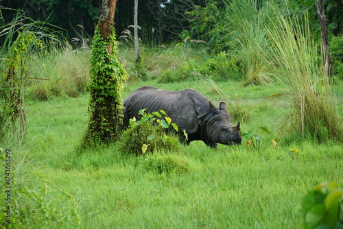 Rhinoceros grazing in lush green grass in the Chitwan National Park in Nepal