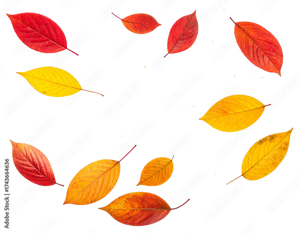 Obraz premium PNG Falling leaves, autumn foliage on transparent background. Overlay PNG file with red leaves flying from tree. 