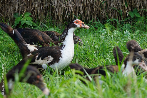 Muscovy ducks in lush green grass close to the Chitwan National Park in Nepal
