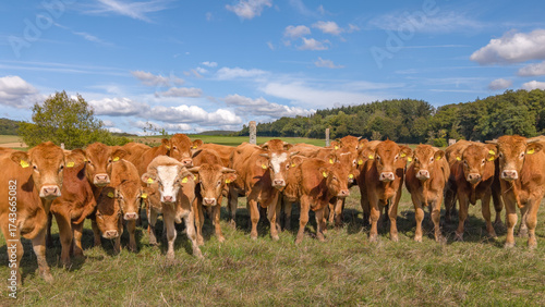 A large herd of cows standing side by side and staring at the camera in the picturesque countryside