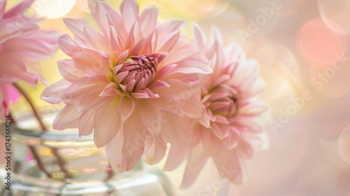 Spring & Summer Floral Beauty: Pink Roses, Purple Peonies, and Daisy Bouquets in Garden Arrangements