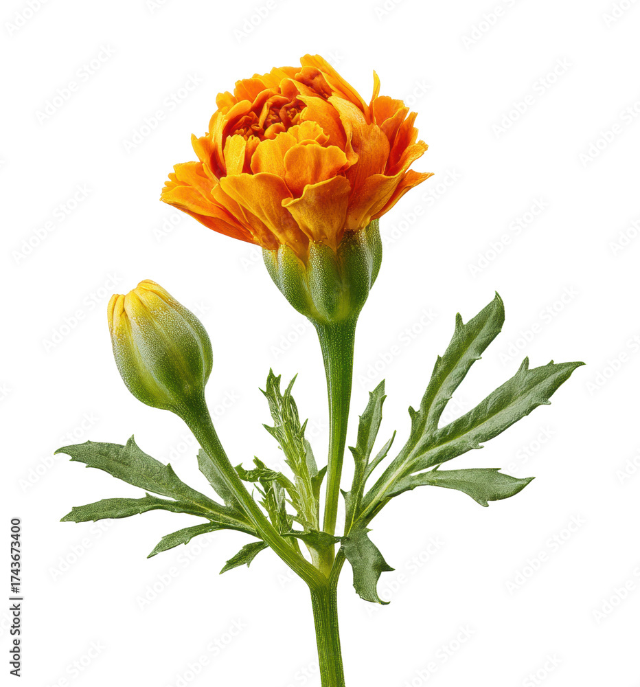 Obraz premium Vibrant marigold flower blooming in nature isolated on transparent background
