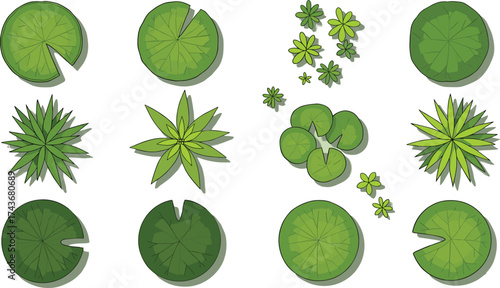 Lily pads and star plants illustration, aquatic foliage top views, botanical graphics, perfect for pond designs, garden maps, and nature-themed projects