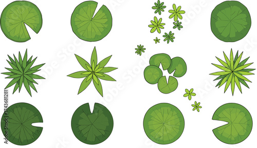 Lily pads and star plants illustration, aquatic foliage top views, botanical graphics, perfect for pond designs, garden maps, and nature-themed projects