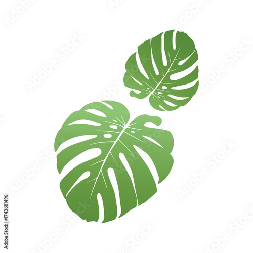Vibrant green Monstera deliciosa leaves, a quintessential tropical botanical illustration, offering a fresh and exotic touch for design projects and natural aesthetics