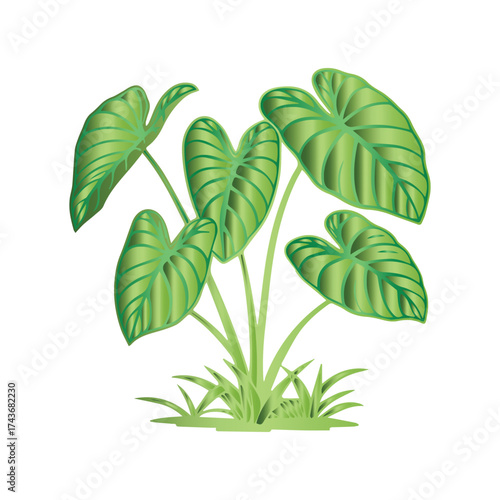 Green Taro Plant Illustration Vector Graphic of Lush Foliage on White Background