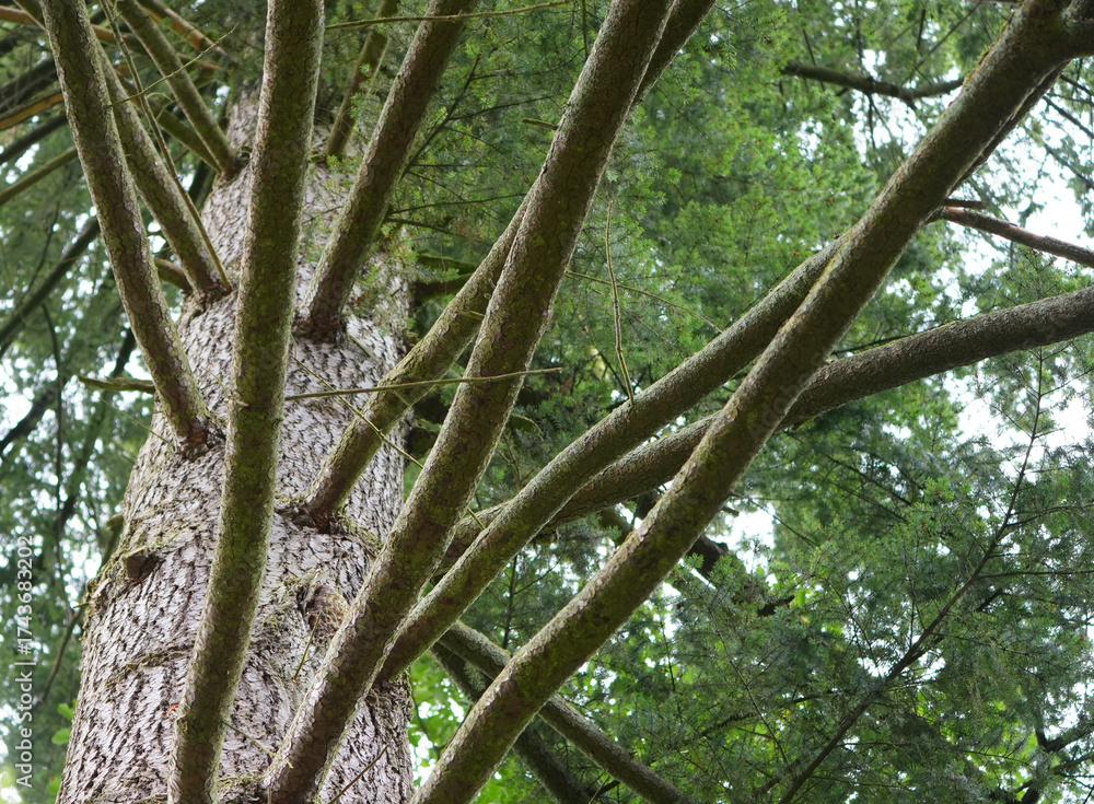 Fototapeta premium a close-up view of dense branches and needles of a fir tree against a bright sky
