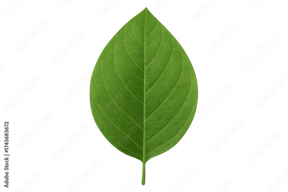 Obraz premium Green leaf showing fresh texture and detailed veins, symbolizing growth, nature, and organic elements, transparent background