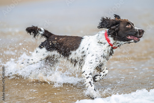 Springer Spaniel enjoys playful splash in coastal surf