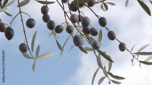ripe olives, hanging from an olive branch