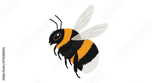 A fluffy bumblebee with black and yellow stripes flying with its transparent wings.