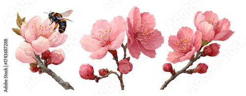 Pink Cherry Blossom Flowers with Bee on Isolated Background