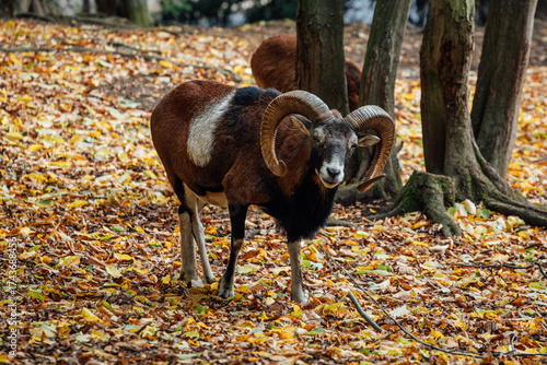 Mufflon im Herbst im Christiantal Wernigerode