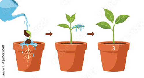 The essential stages of growing a plant from a seed in a pot.