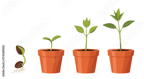 The sequential growth stages of a plant from seed to seedling in pots.