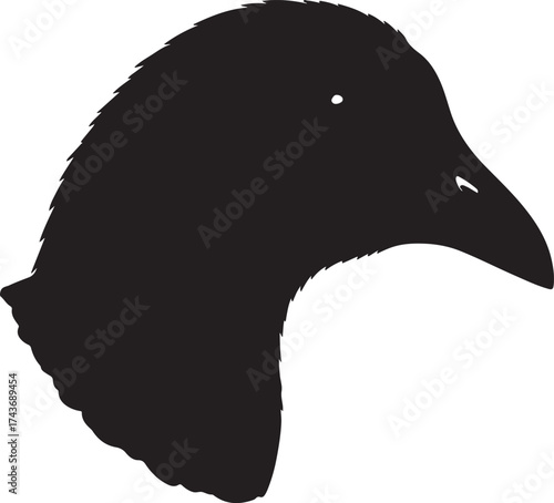 Moorhen up head side view in silhouette white background.