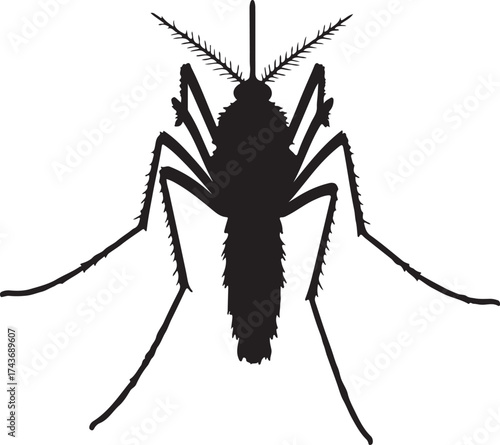 Mosquito top view in silhoette white background.