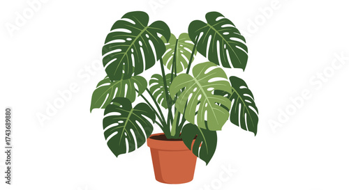 A large lush green tropical plant in a terracotta pot with large perforated leaves.