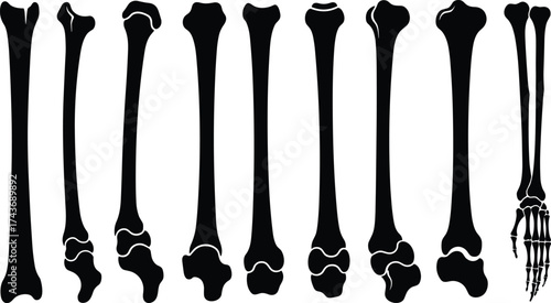 Human leg bone silhouette, femur tibia fibula vector, medical anatomy illustration, skeletal structure clipart, orthopedic diagram, black isolated design