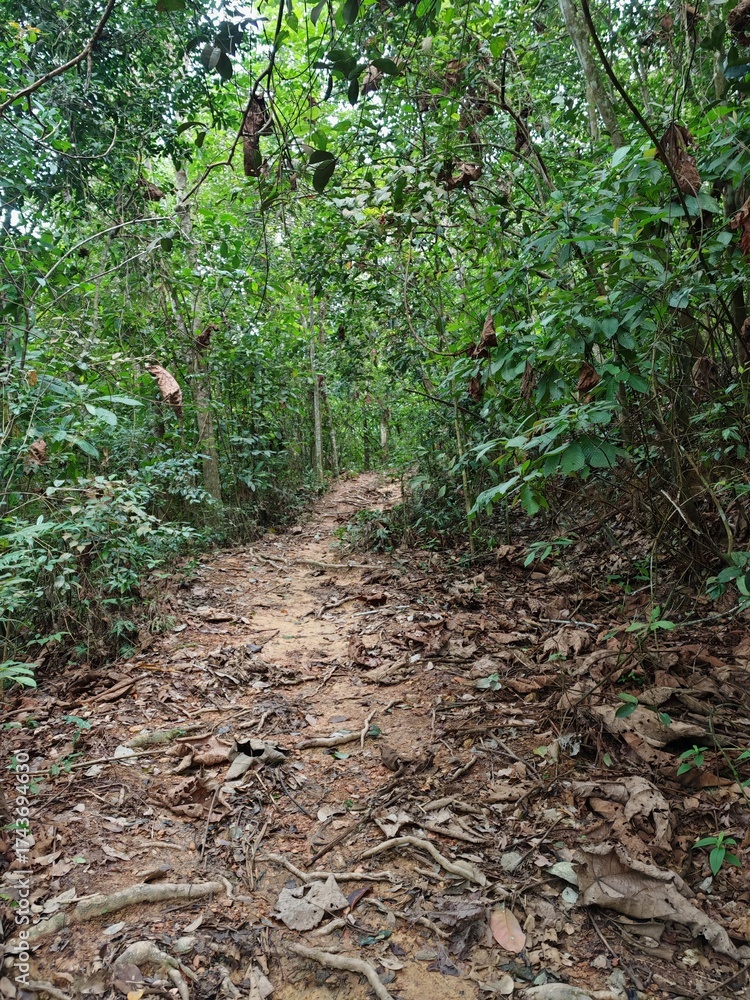 Obraz premium path in the forest
