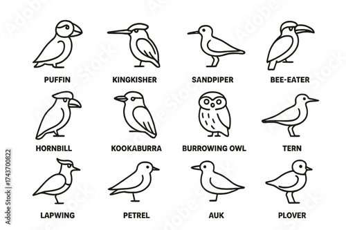 Burrowing Birds Icons. Burrowing Birds. Line icon set of Burrowing Birds: puffin, kingfisher, sandpiper, bee-eater, hornbill, kookaburra, burrowing owl, tern,