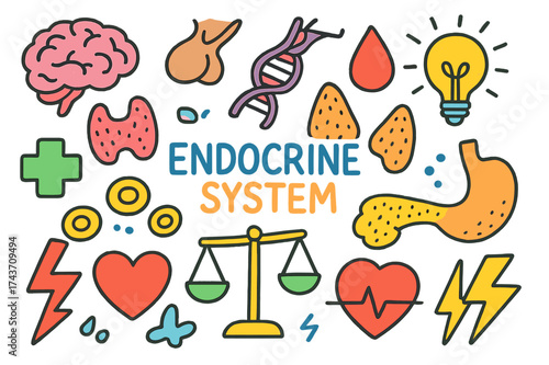 Endocrine System Doodles. Endocrine System. Colorful Hand-drawn doodle Children illustration Endocrine System thyroid, adrenal gland, pancreas, pituitary