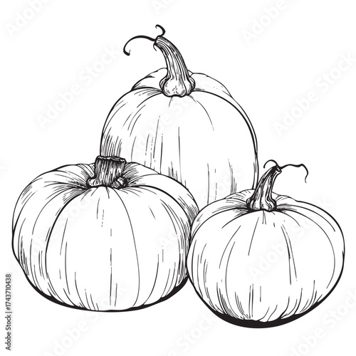 Ink drawing of a small group of three different pumpkins.