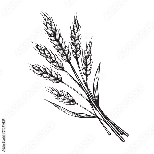 Engraved drawing of a tied bundle of wheat stalks.