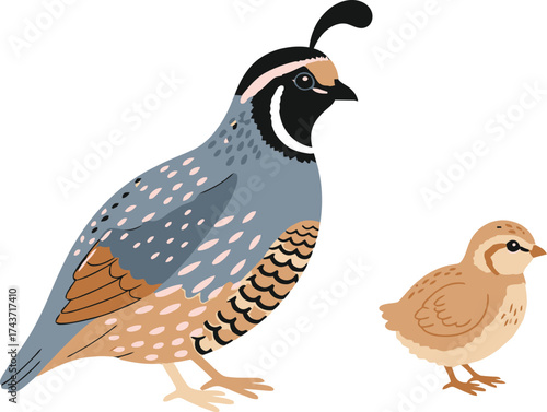 Understanding quail growth stages illustration vector image