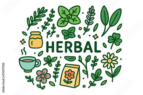 Colorful Herbal Doodles. Herbal. Hand-drawn doodle illustration of Herbal. rosemary, thyme, mint leaves, basil