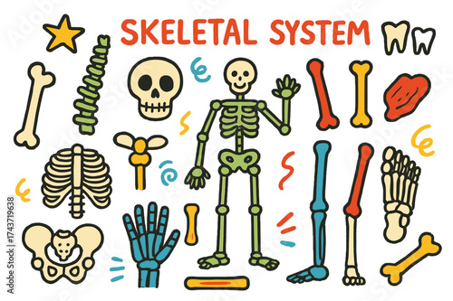 Colorful Skeleton Doodle. Skeletal System. Colorful Hand-drawn doodle Children illustration Skeletal System skull, ribcage, spine, pelvis, femur, tibia,