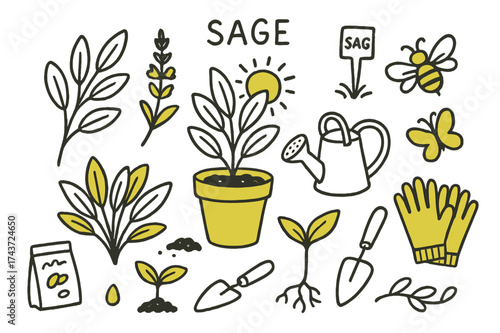 Sage Garden Doodle. Natural Sage. Hand-drawn doodle illustration natural sage sage leaves (accented), stems, flowers, garden pot (accented), watering can, sun,