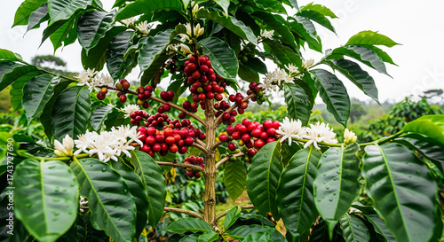 Close-up coffee branches filled with ripening red beans in tropical plantation
