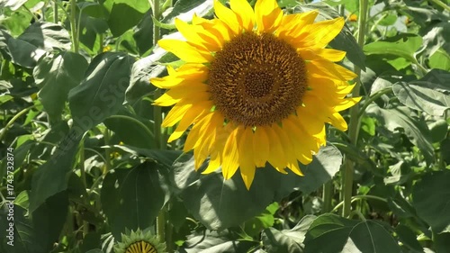 ひまわりの花