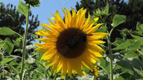 ひまわりの花