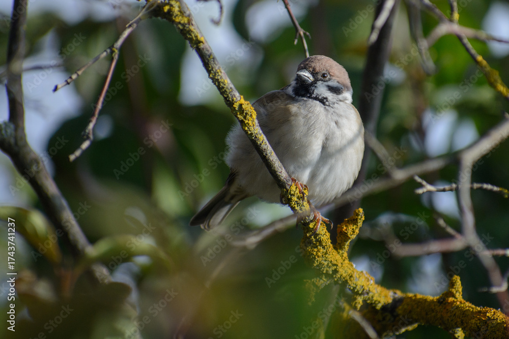 Fototapeta premium Sparrow on the tree