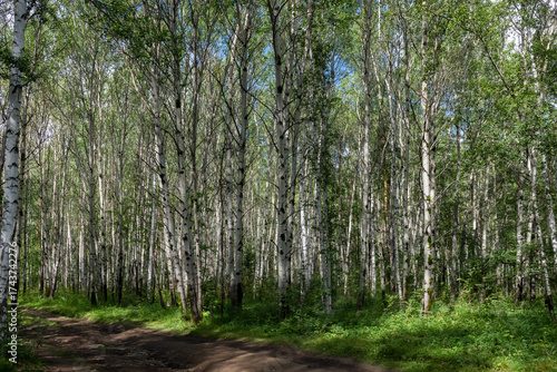 Forest path in a birch grove on a sunny day in the Azov-mountain nature park