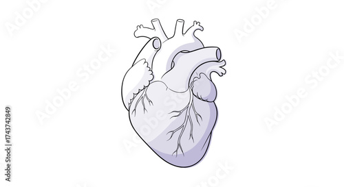 An illustration of a human heart showing its major arteries and veins without any branding.