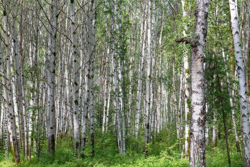 In a birch grove on a sunny day in the Azov-mountain nature park