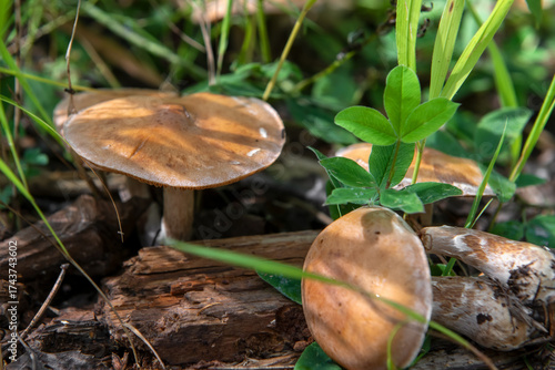 Macro Photo Nature Wild Mushrooms. Harmful wild mushrooms in the meadow