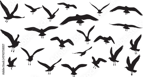 Flock of black seagulls in various flying poses against white background bird flight